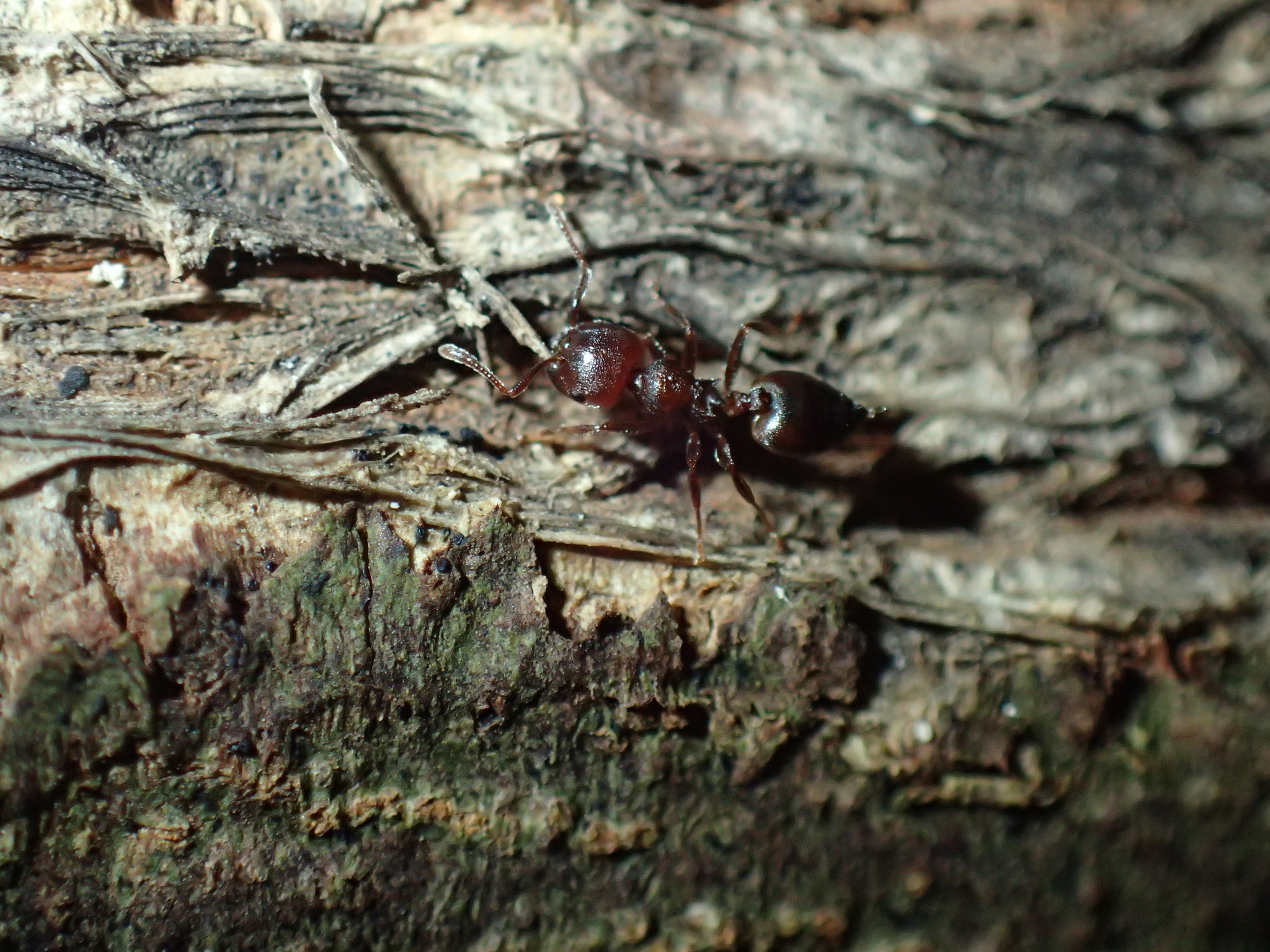 Crematogaster delagoensis
