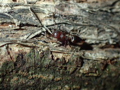Crematogaster delagoensis
