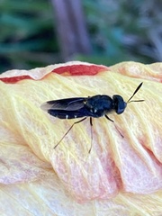 Hoplitimyia subalba
