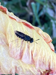 Hoplitimyia subalba