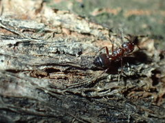 Crematogaster delagoensis