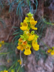 Calceolaria pinifolia