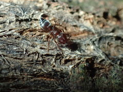 Crematogaster delagoensis