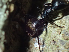 Camponotus arminius