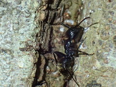 Camponotus arminius