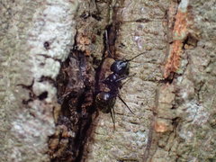 Camponotus arminius