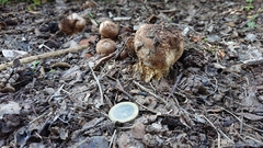 Scleroderma meridionale