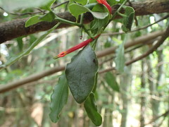 Agelanthus kraussianus