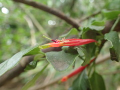 Agelanthus kraussianus