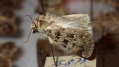 Chersotis multangula