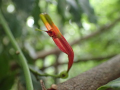 Agelanthus kraussianus