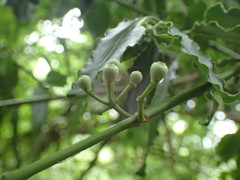 Agelanthus kraussianus