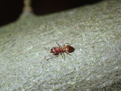Crematogaster castanea arborea
