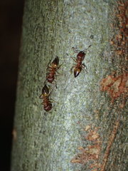 Crematogaster castanea arborea