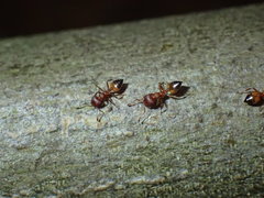 Crematogaster castanea arborea