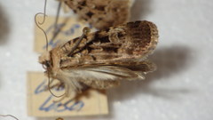 Chersotis multangula