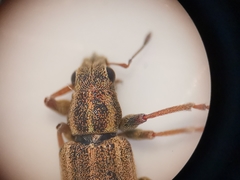 Sitona lineatus