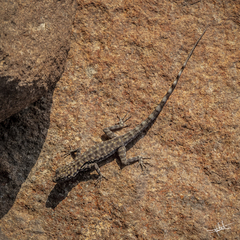 Pristurus celerrimus