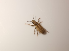 Sitona lineatus