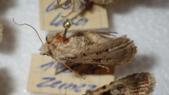 Chersotis multangula