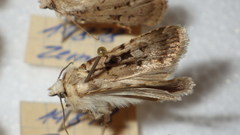 Chersotis multangula