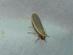 Eilema lurideola