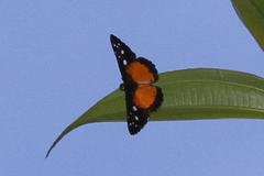 Echenais thelephus