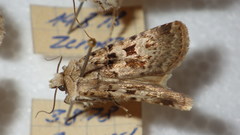 Chersotis multangula