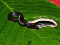 Geophis occabus