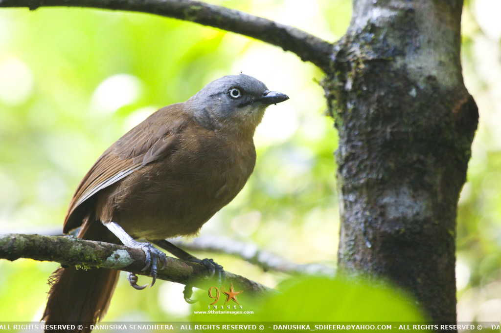 Ashy-headed Babbler photo