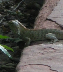 Agamidae