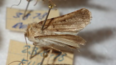 Chersotis multangula