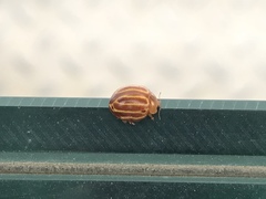 Bothrocalvia albolineata