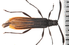 Francisparna macilenta