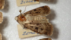 Chersotis multangula