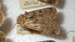 Chersotis multangula