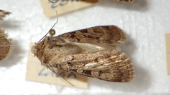 Chersotis multangula