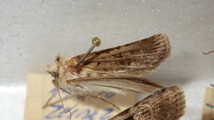 Chersotis multangula