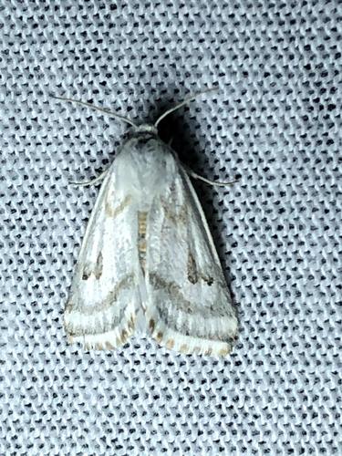 Schinia reniformis photo 4