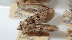 Chersotis multangula