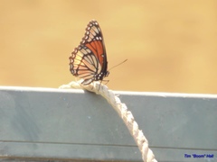 Limenitis archippus watsoni