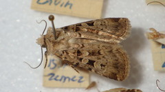 Chersotis multangula
