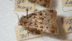 Chersotis multangula