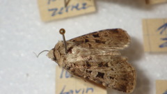 Chersotis multangula