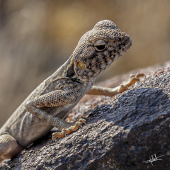 Pseudotrapelus jensvindumi