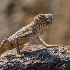 Pseudotrapelus jensvindumi