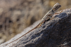 Pseudotrapelus jensvindumi