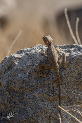 Pseudotrapelus jensvindumi