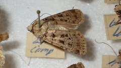 Chersotis multangula