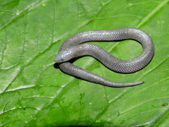 Geophis pyburni
